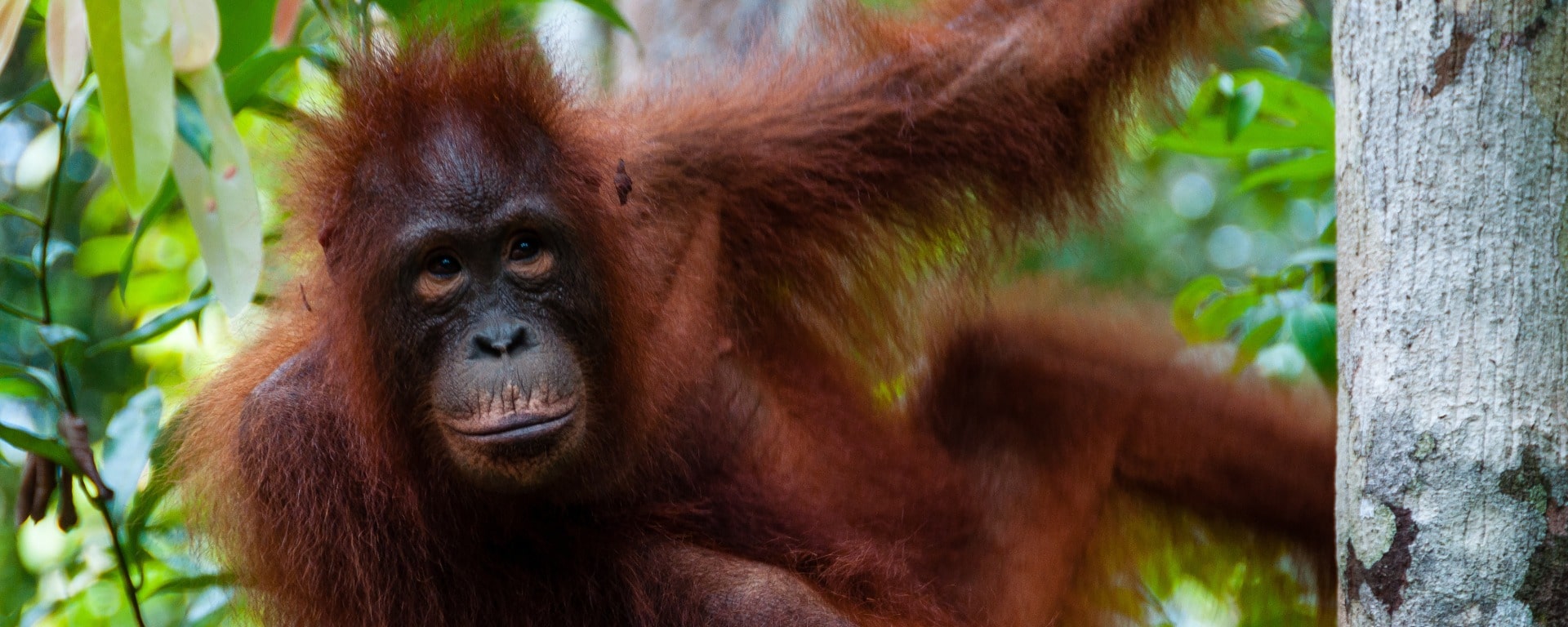 Viaggio alla scoperta della Malesia