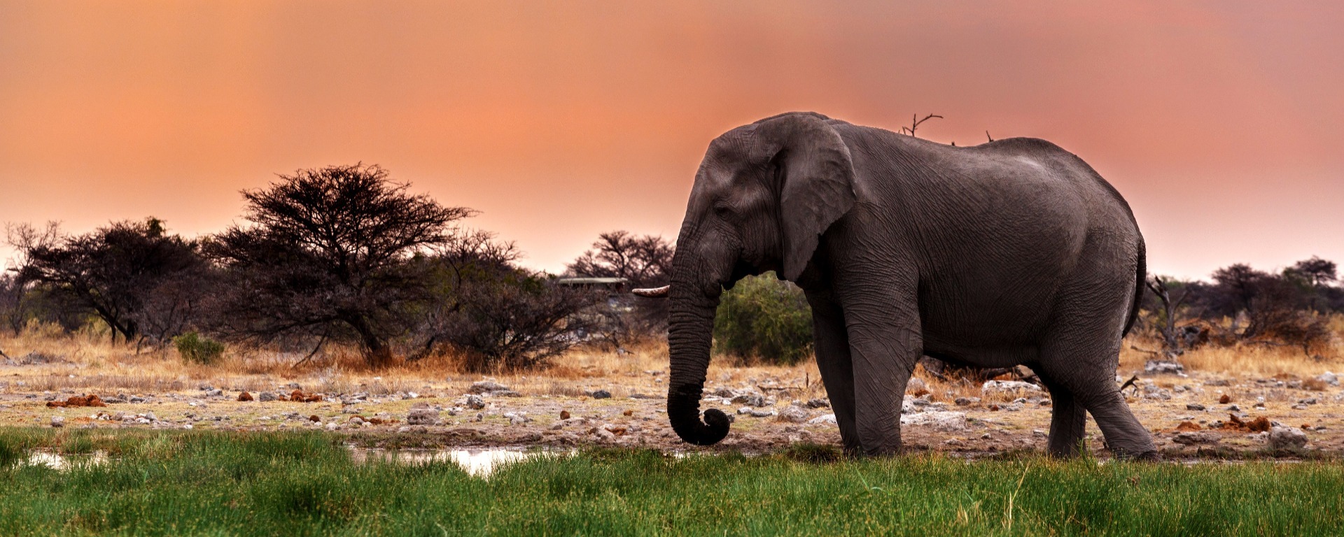 Safari da sogno: qual è quello perfetto per te?