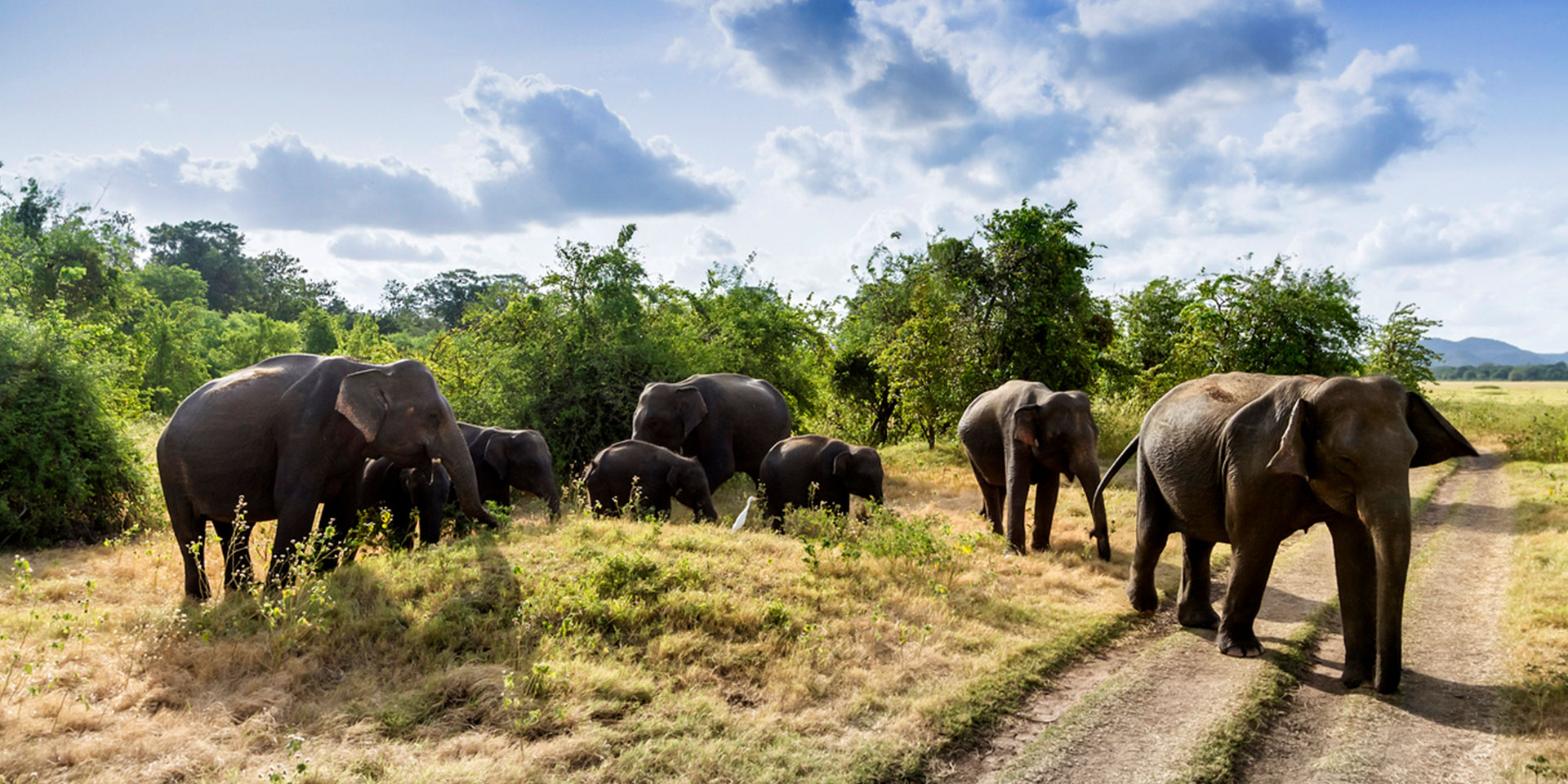 11 amazing things to do in Sri Lanka