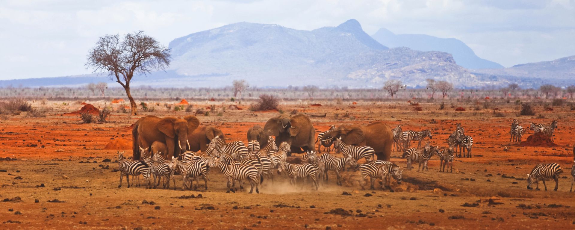 Secret Guide: Africa Safari